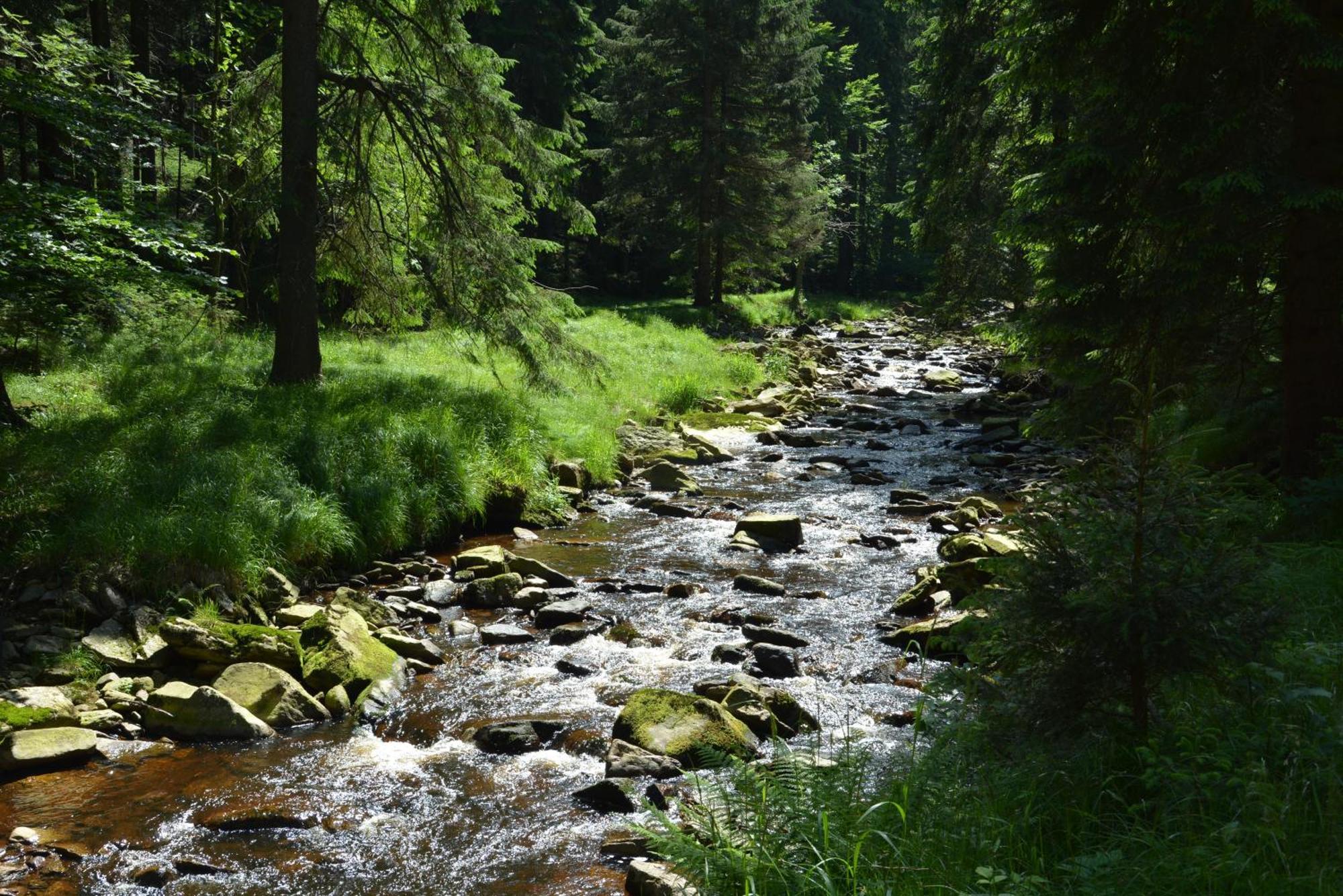 Waldgasthof Bad Einsiedel Seiffen Extérieur photo